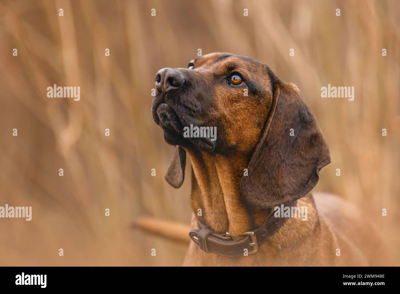 Ritratto principale di un cane da montagna bavarese, bayerischer Gebirgsschweißhund, BGS Foto Stock