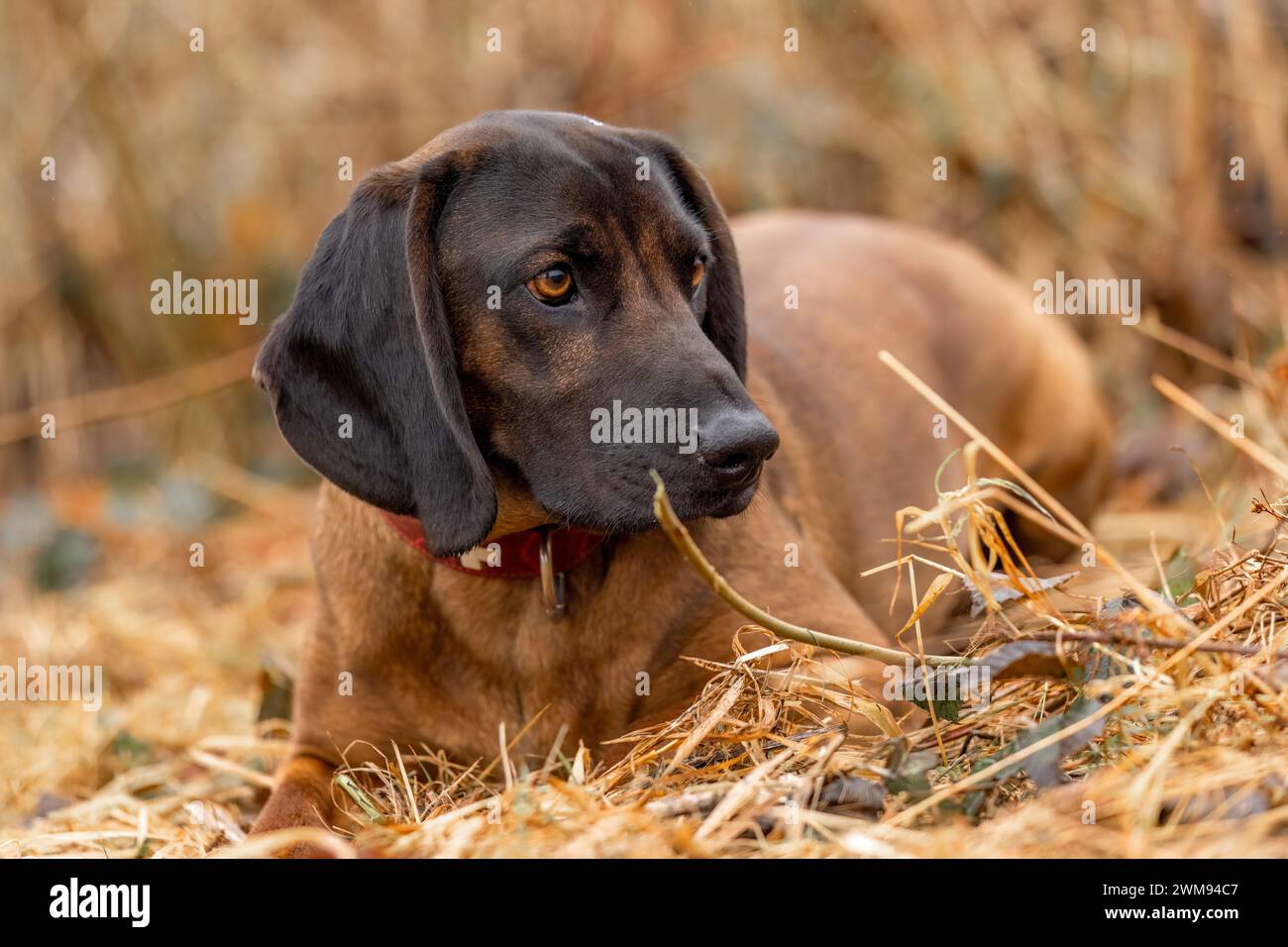 Ritratto principale di un cane da montagna bavarese, bayerischer Gebirgsschweißhund, BGS Foto Stock