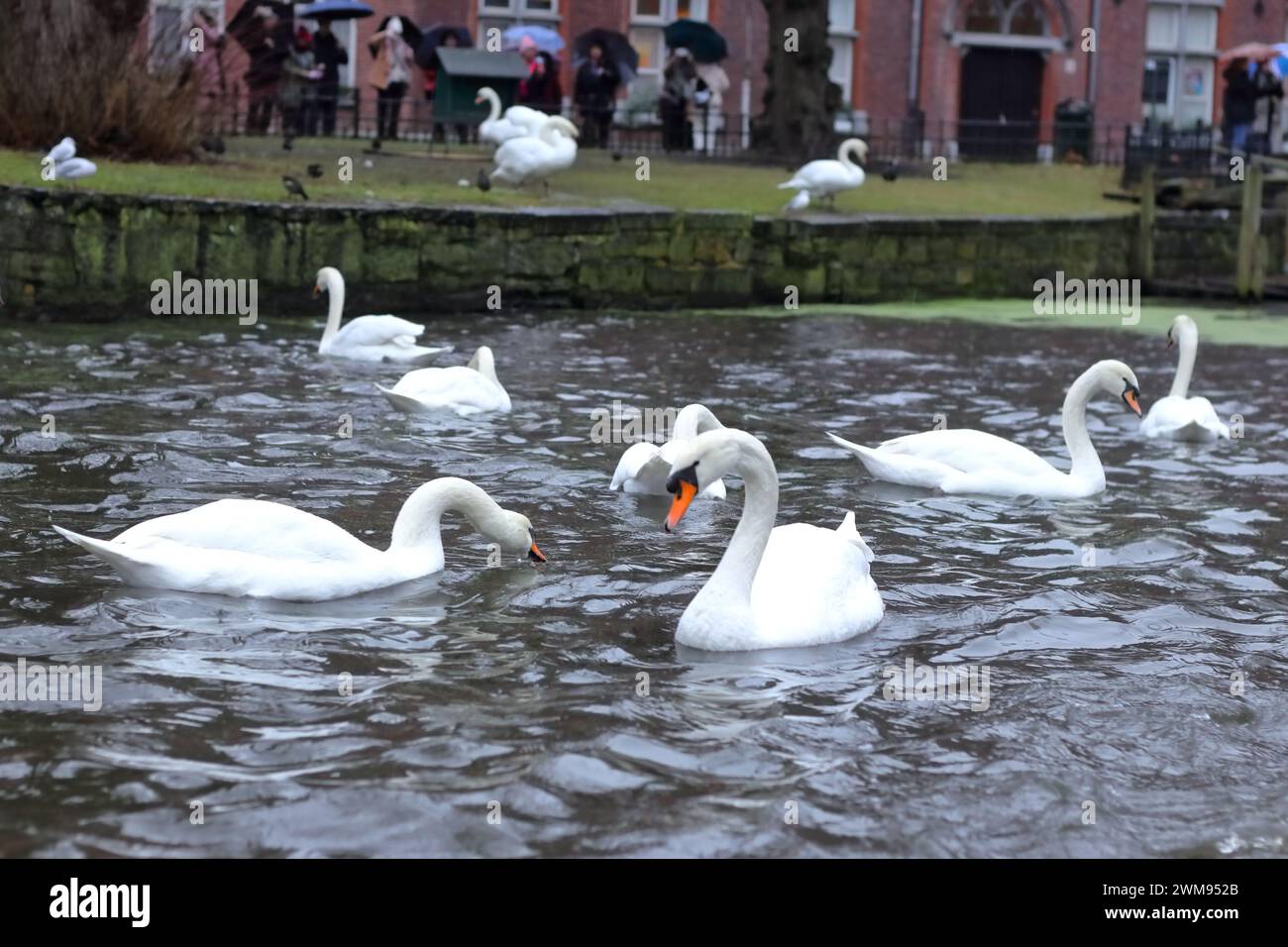 Aggraziati cigni: Eleganza sui canali di Bruges Foto Stock