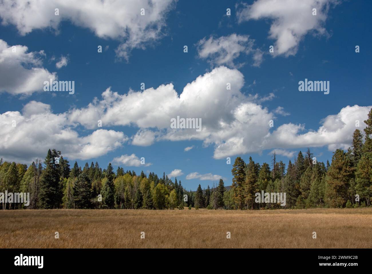 Paesaggio della foresta Foto Stock