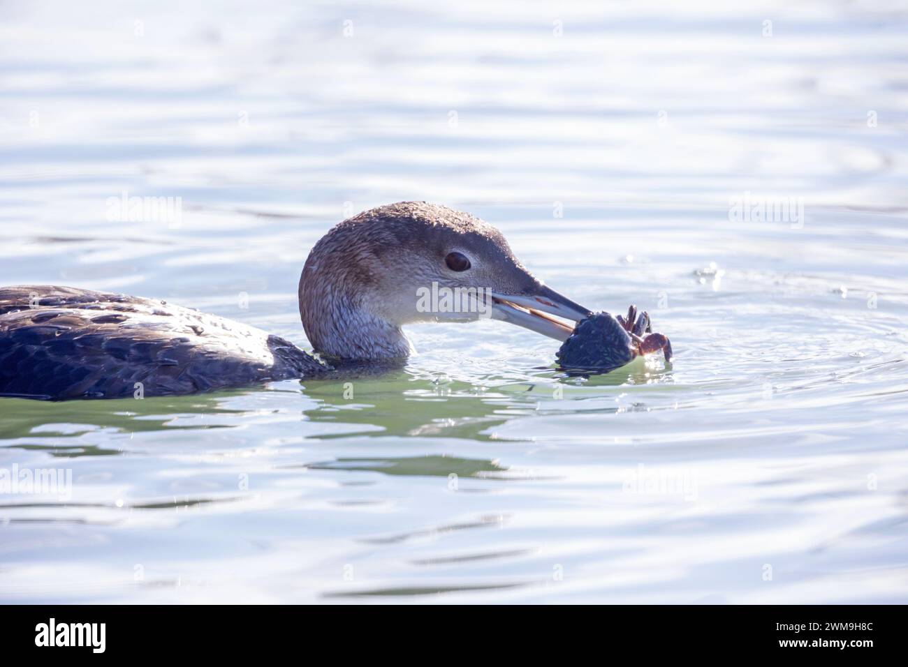 Loon comune che mangia granchio primo piano Foto Stock