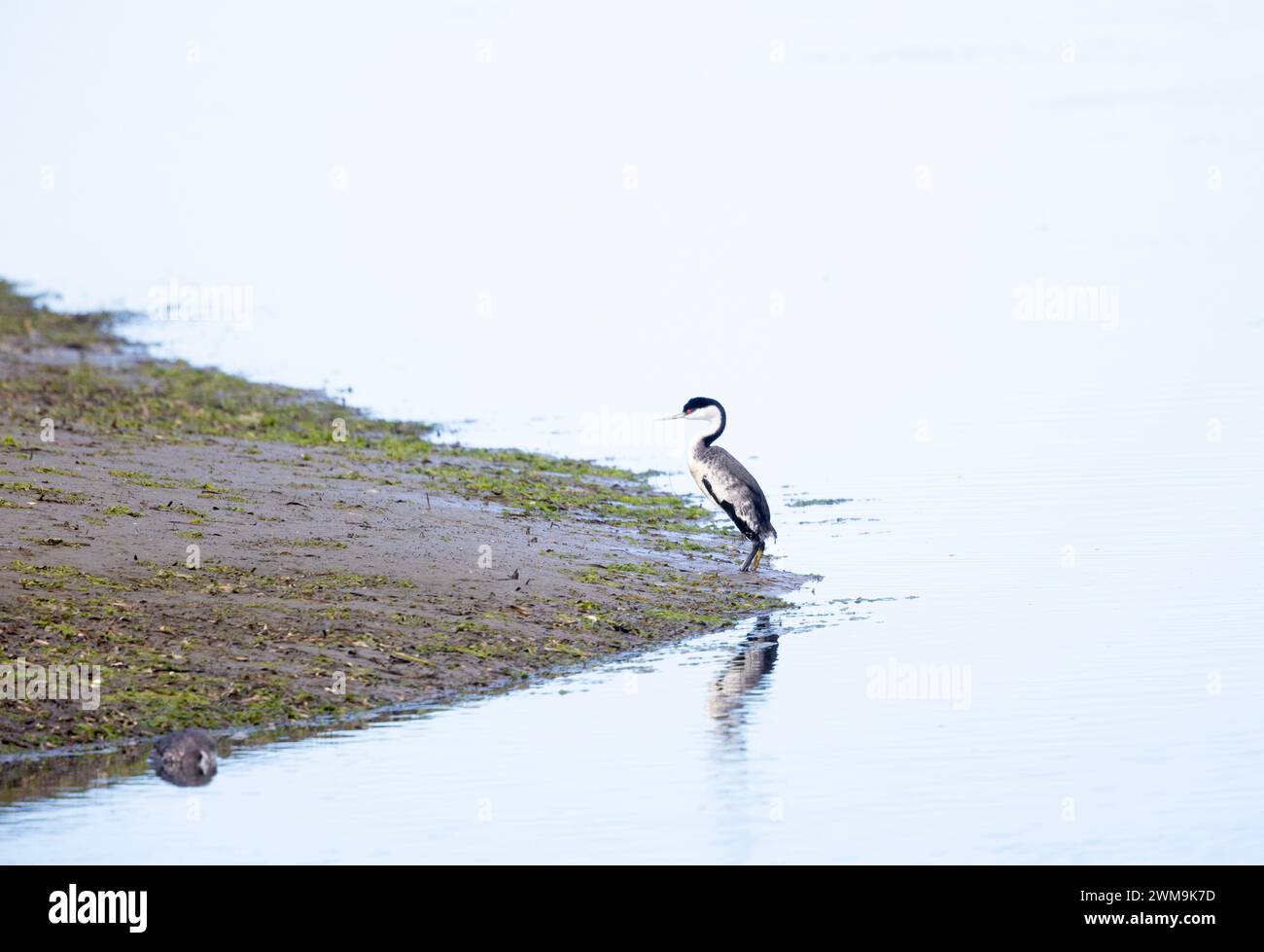 WESTERN Grebe in piedi dritti a terra Foto Stock