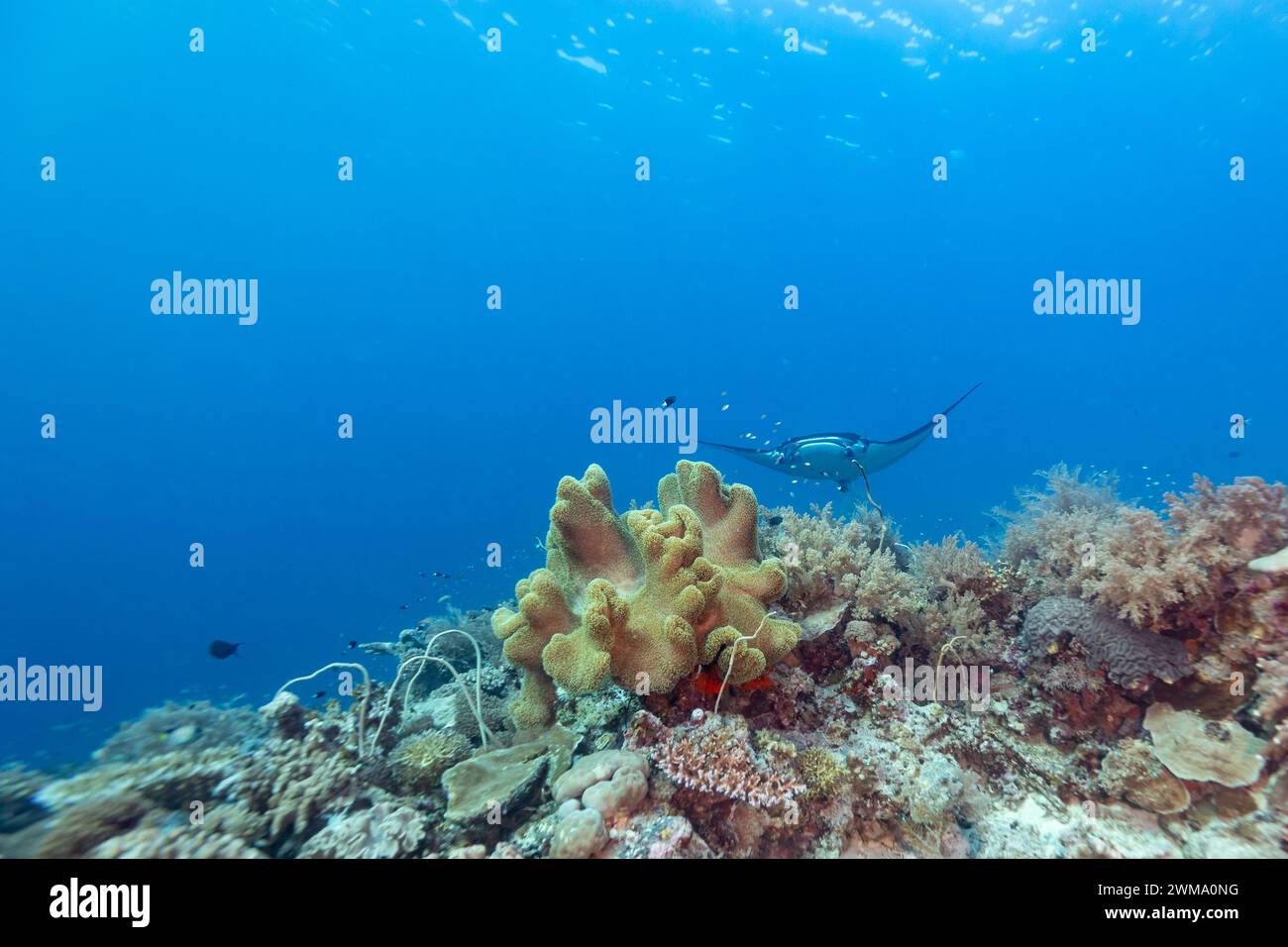 Manta ray, Mobula alfredi, nuota o vola attraverso le acque cristalline dell'oceano Foto Stock