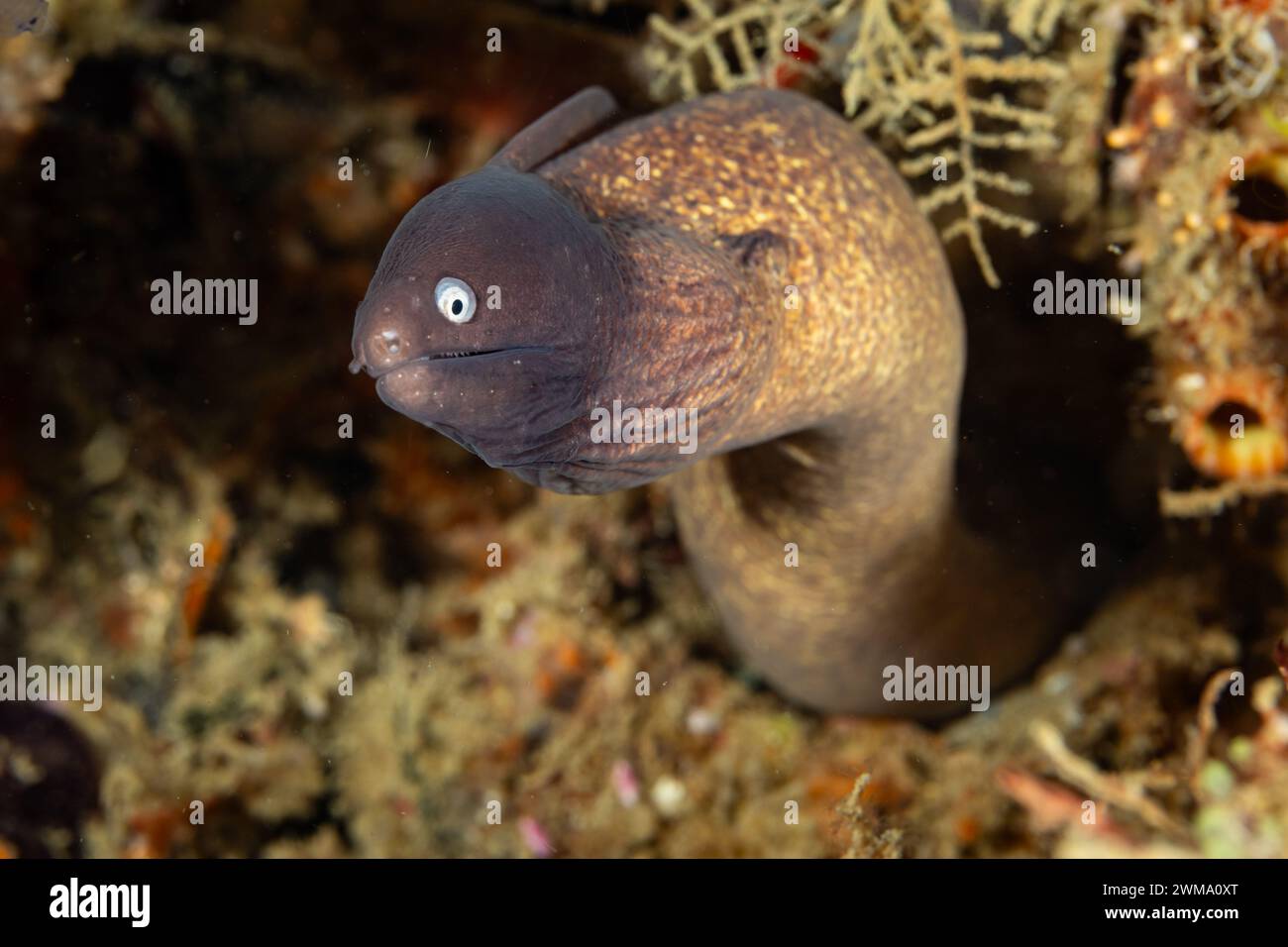 L'anguilla di Moray maculata, la Rhinomuraena quaesita, esce dalla tana nella sabbia di una barriera corallina tropicale Foto Stock