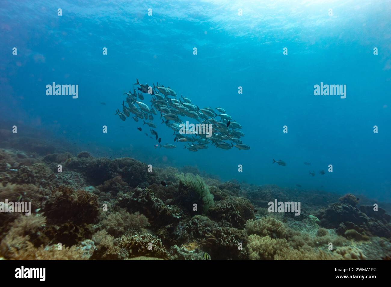 La scuola di pesci Jack nuota nelle acque blu sopra la barriera corallina Foto Stock