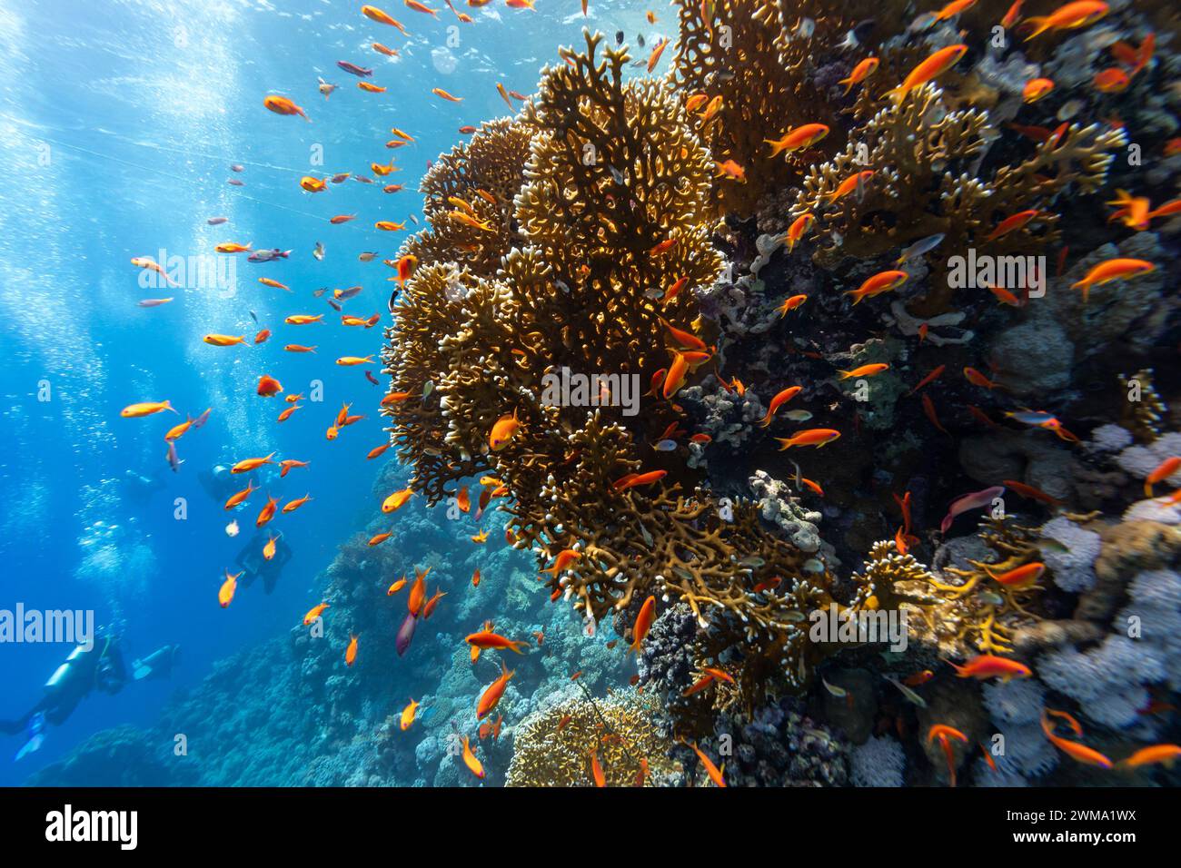 Scuola di pesci colorati pesci di Anthias nuotano lungo una barriera corallina tropicale Foto Stock