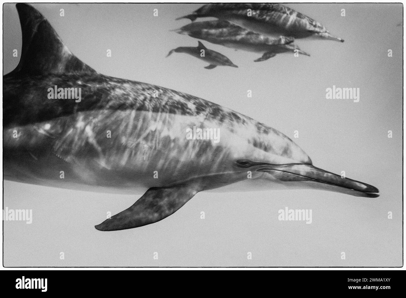 Cialda di delfini a naso di bottiglia comuni, Tursiops truncatu, nuoto e gioco nelle limpide acque tropicali blu Foto Stock