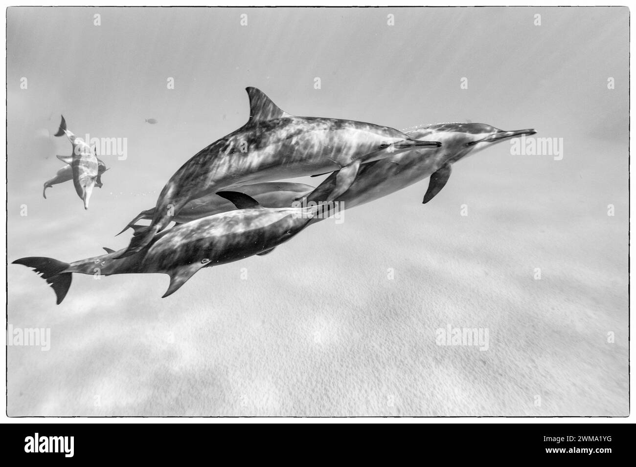 Cialda di delfini a naso di bottiglia comuni, Tursiops truncatu, nuoto e gioco nelle limpide acque tropicali blu Foto Stock
