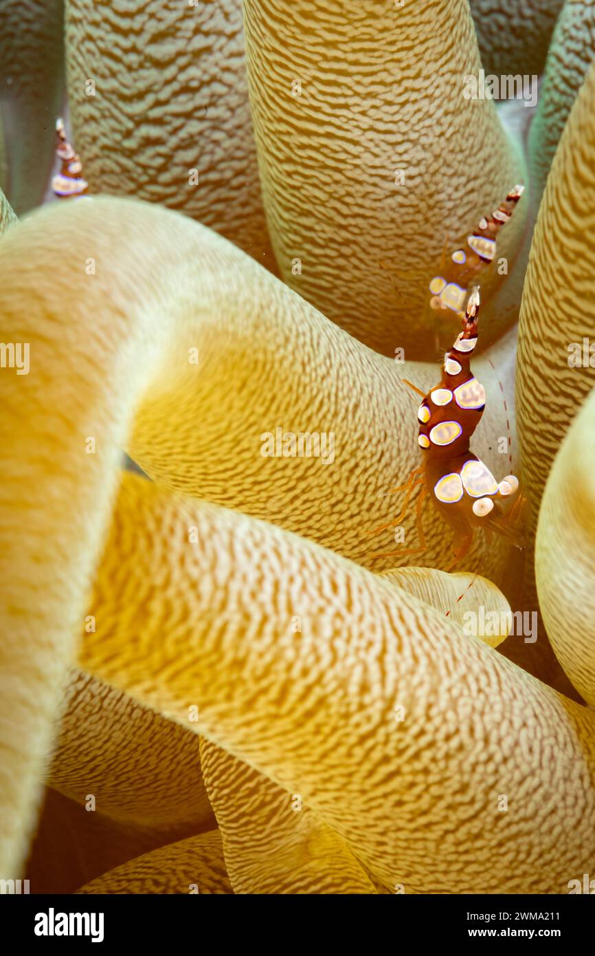 Vista ravvicinata del gambero Arlecchino, ipenocera picta, sull'anemone marino Foto Stock