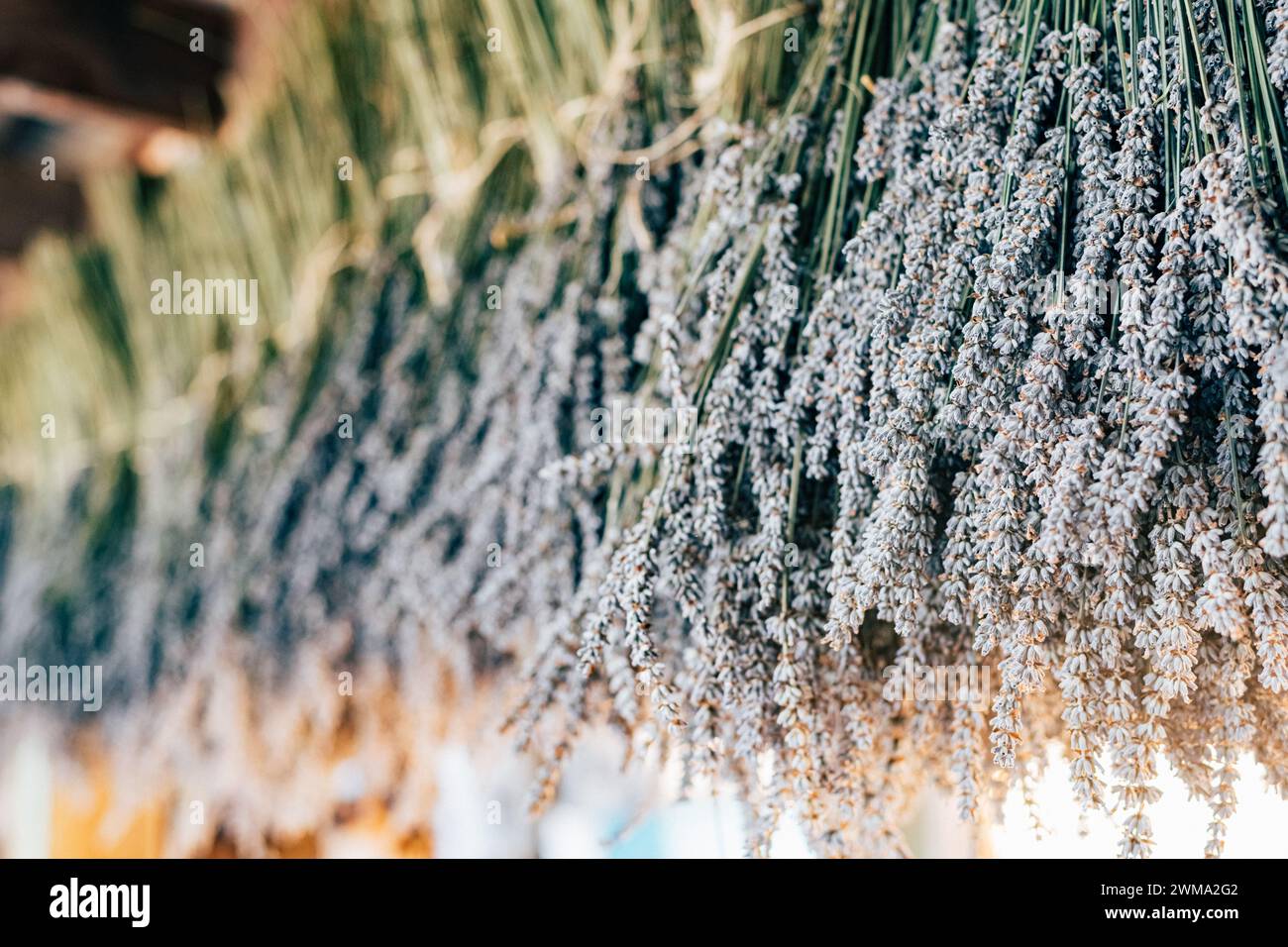 Lavanda biologica appesa in un fienile rustico d'annata da asciugare per la vendita a fini aromaterapici . Foto di alta qualità Foto Stock