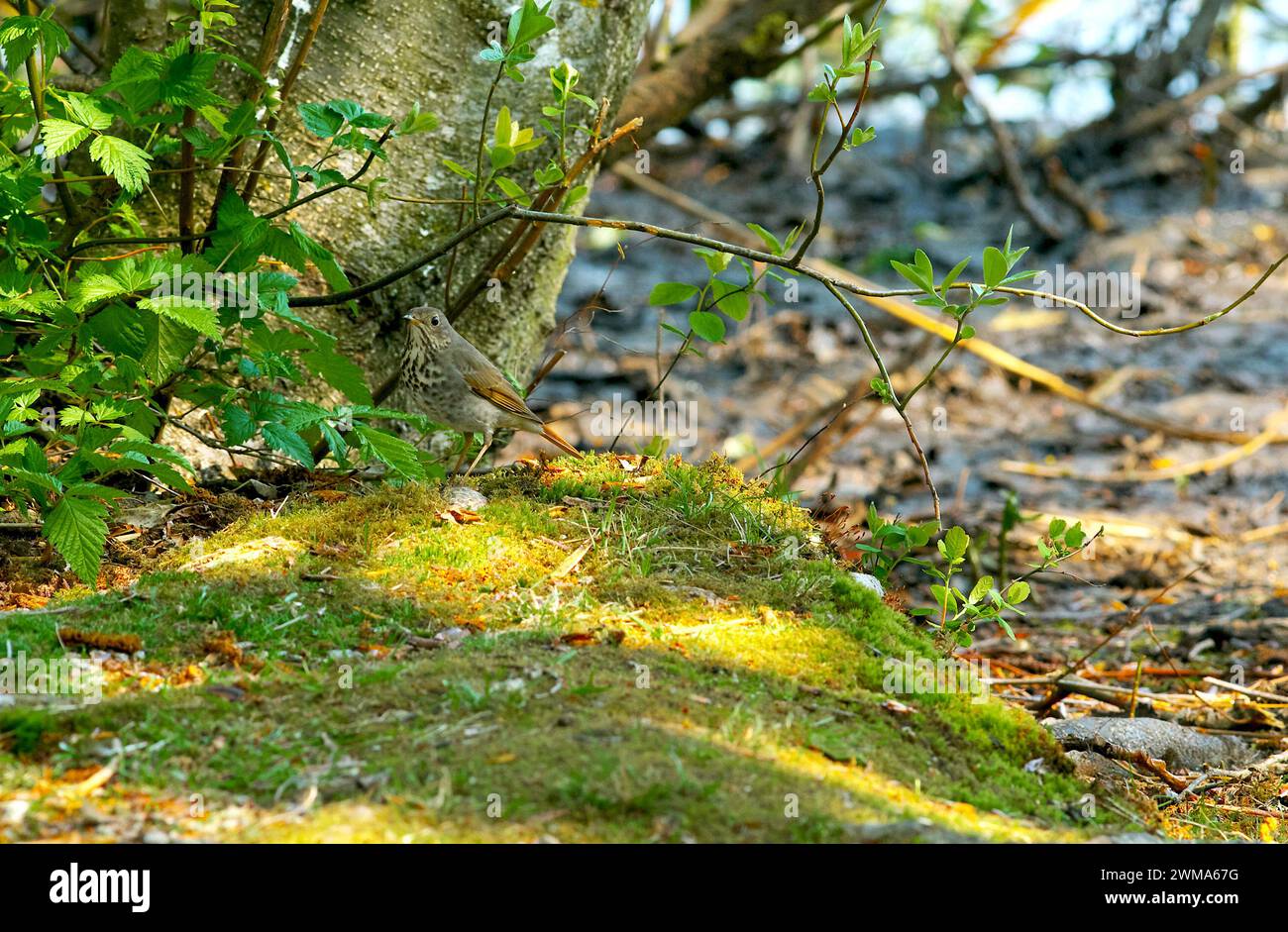 Hermit Thrush (Catharus guttatus) - un uccello di songbird che si trova nelle foreste di conifere in tutto il Nord America Foto Stock