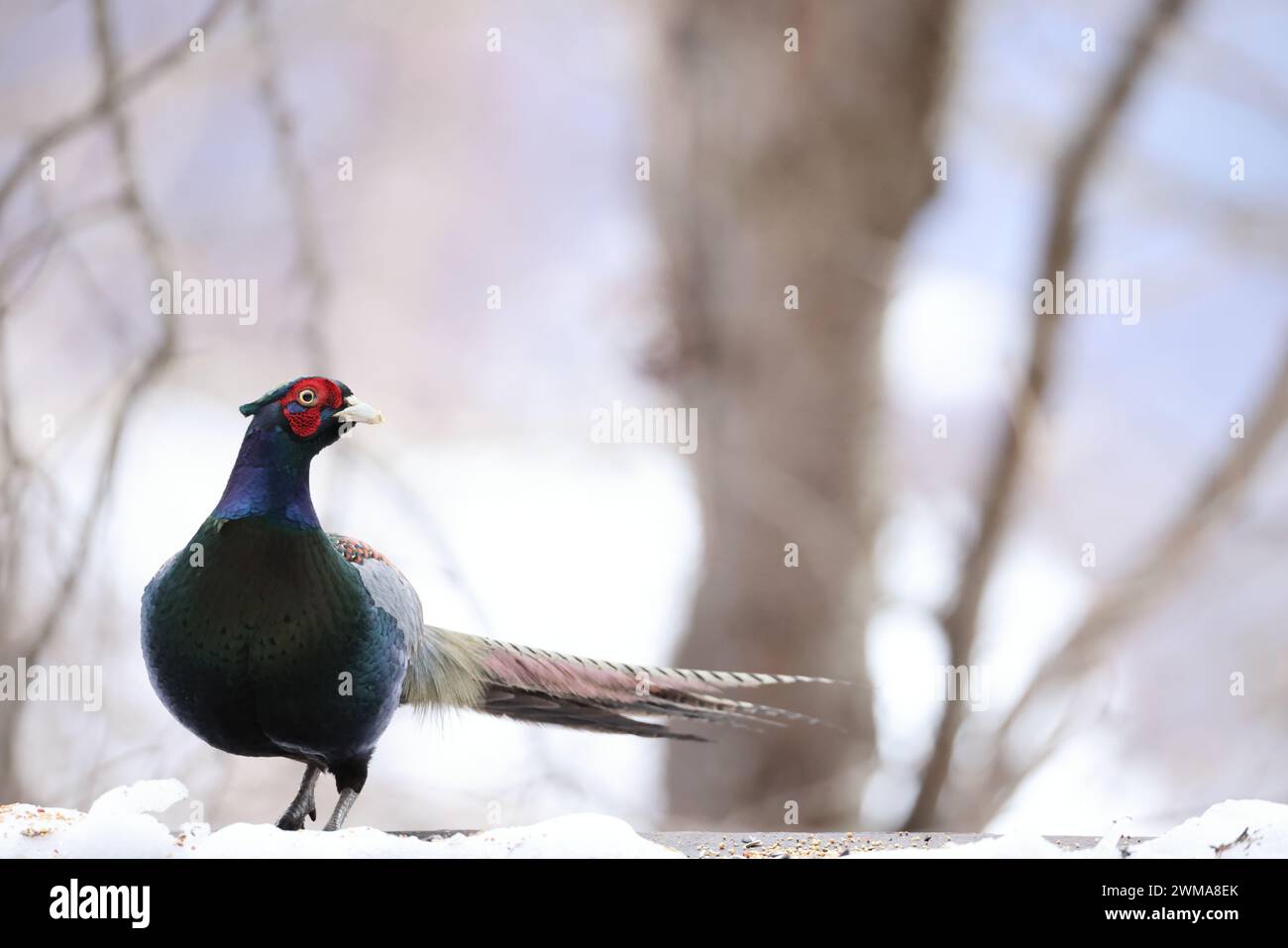 Il fagiano verde (Phasianus versicolor), noto anche come fagiano verde giapponese, è un uccello onnivoro originario dell'arcipelago giapponese, a whi Foto Stock