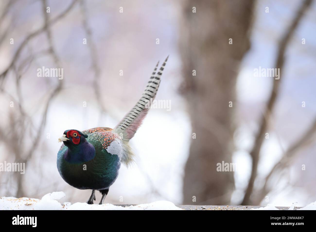 Il fagiano verde (Phasianus versicolor), noto anche come fagiano verde giapponese, è un uccello onnivoro originario dell'arcipelago giapponese, a whi Foto Stock