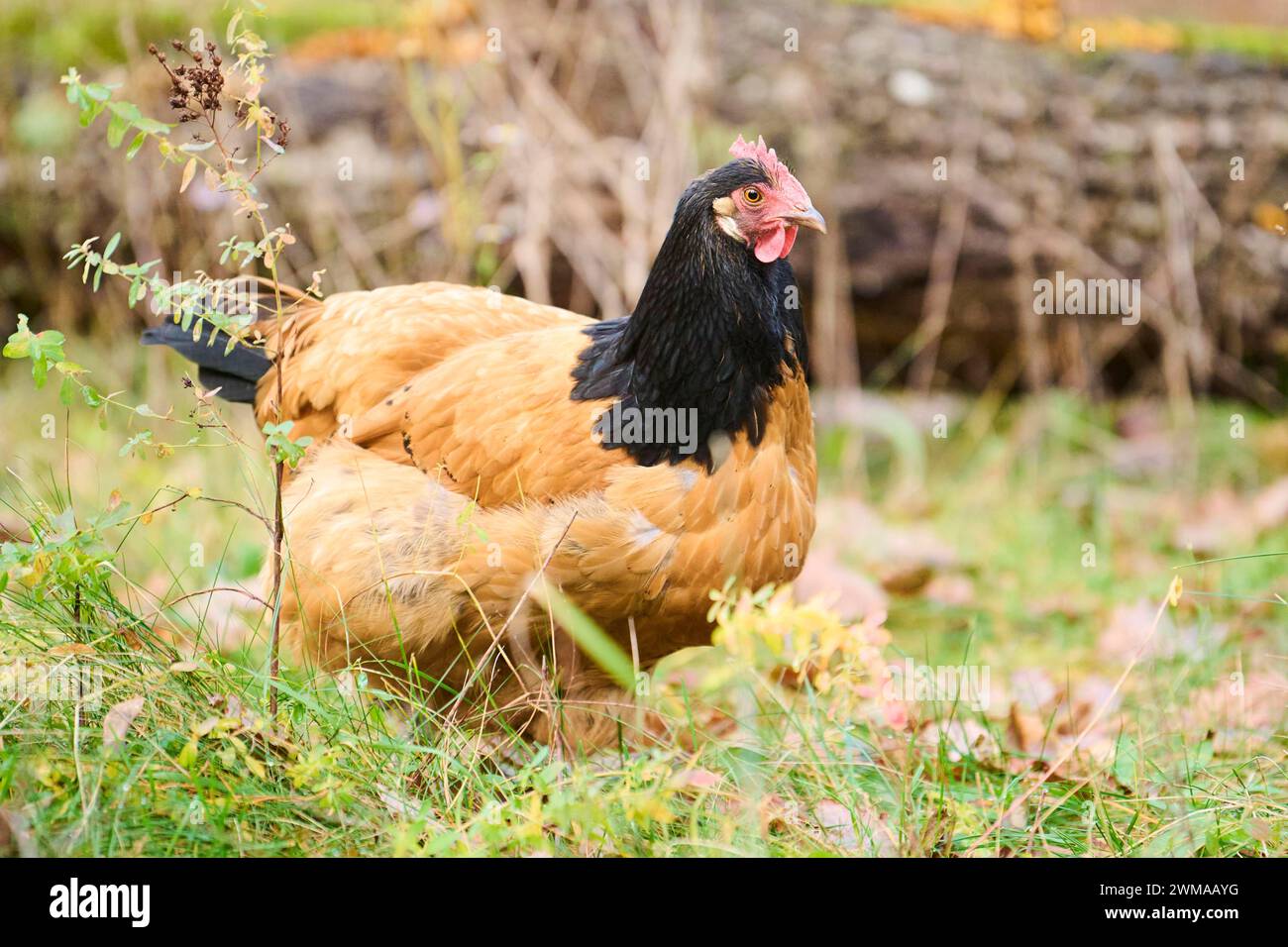 Pollo (Gallus gallus domesticus), "Vorwerk", su un prato, Baviera, Germania Foto Stock