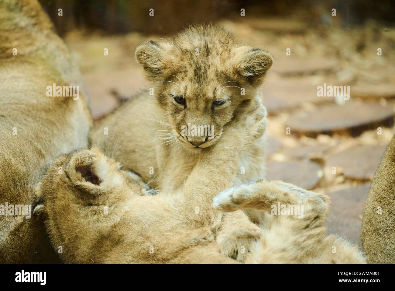 Leone asiatico (Panthera leo persica) cuccioli che giocano tra loro, prigionieri Foto Stock