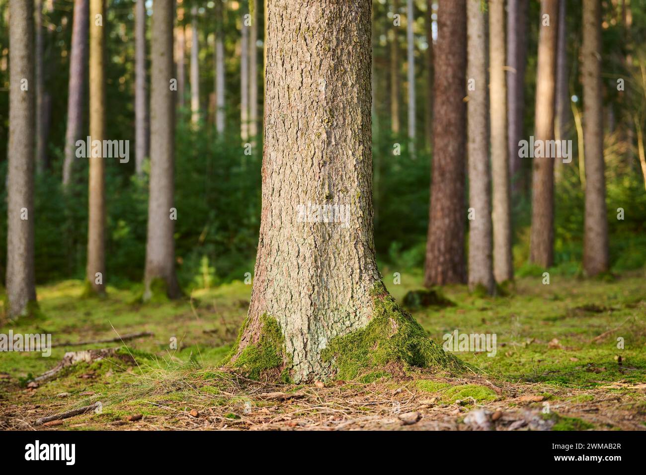 Tronchi di abete rosso norvegese (Picea abies) in una foresta, Baviera, Germania Foto Stock