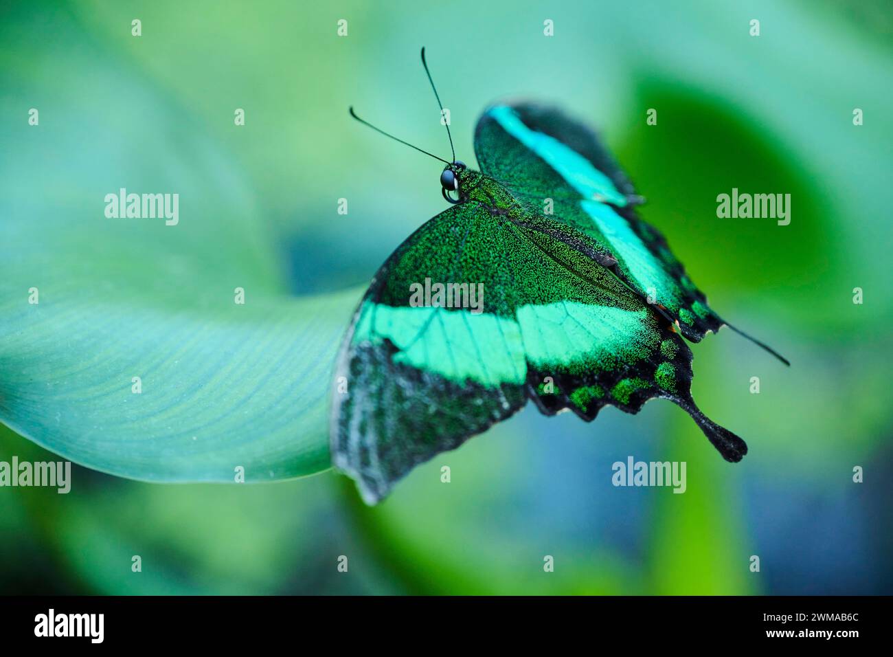 Farfalla a coda di rondine smeraldo (Papilio palinurus) seduta su una foglia, Germania Foto Stock