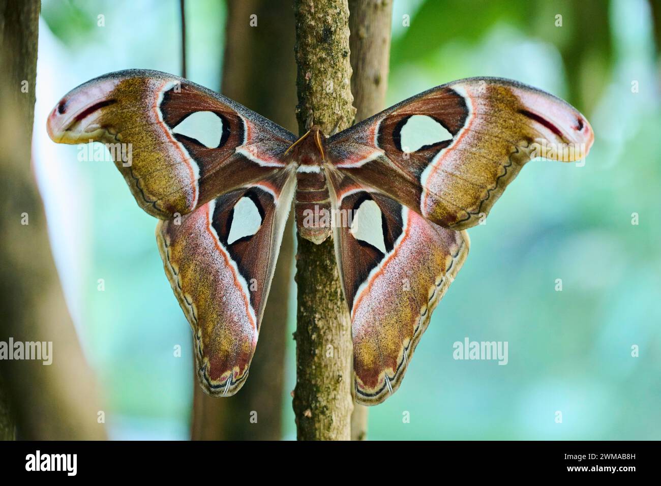 Farfalla Atlas (Attacus atlas) seduta su una radice aerea, Germania Foto Stock