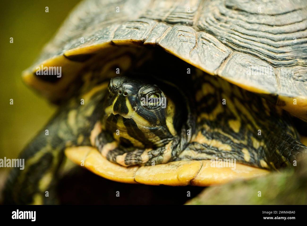 Cursore con orecchie rosse (Trachemys scripta elegans) ritratto, prigioniero, Germania Foto Stock