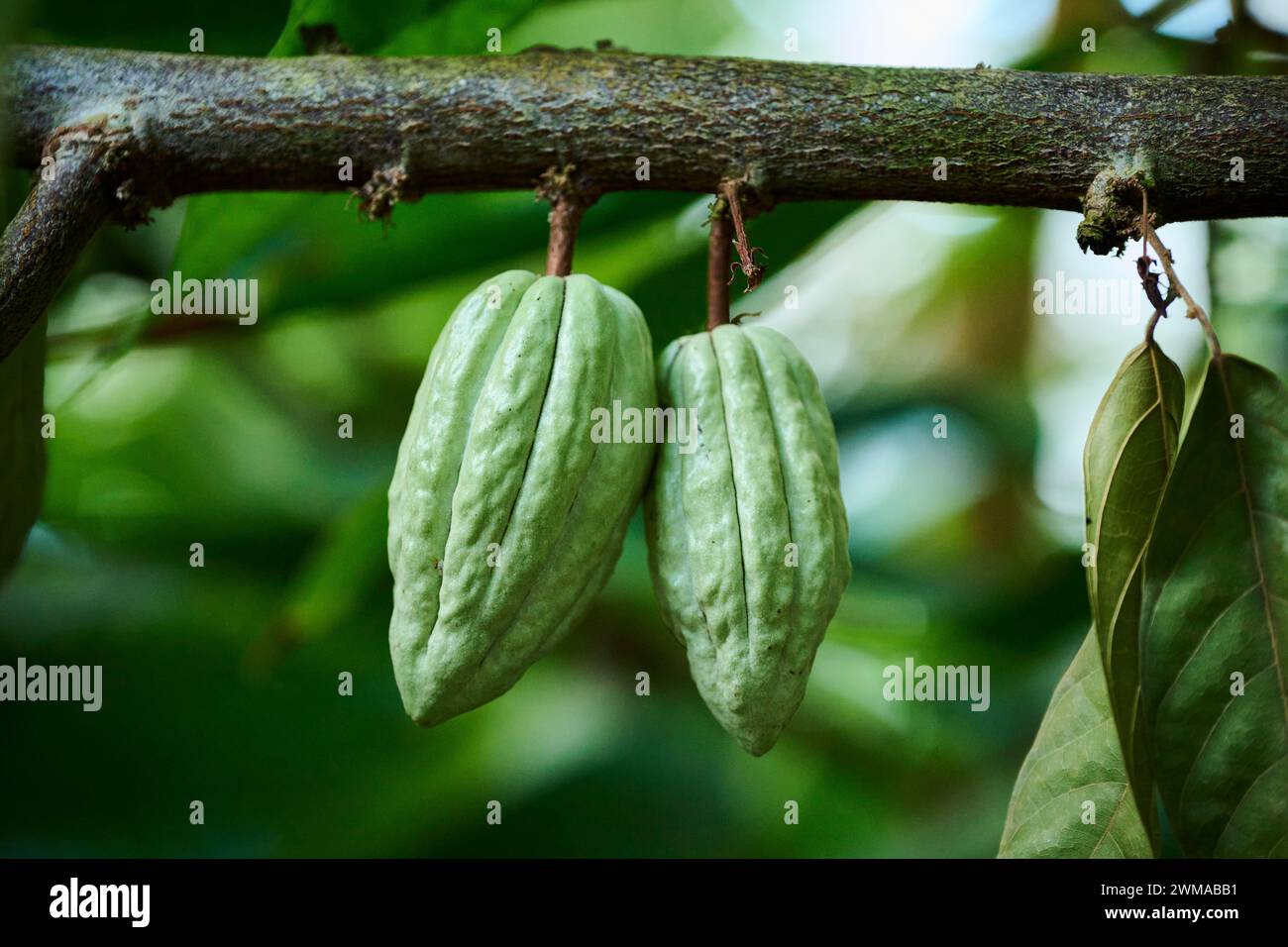 Cacao (Theobroma cacao) frutti appesi su un albero che cresce in una serra, Germania Foto Stock