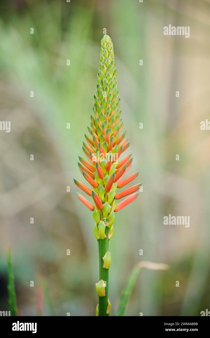 Candelabra aloe (Aloe arborescens) fiore che cresce in una serra, Germania Foto Stock