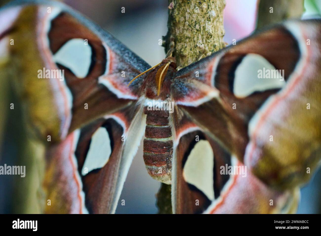 Farfalla Atlas (Attacus atlas) seduta su una radice aerea, Germania Foto Stock