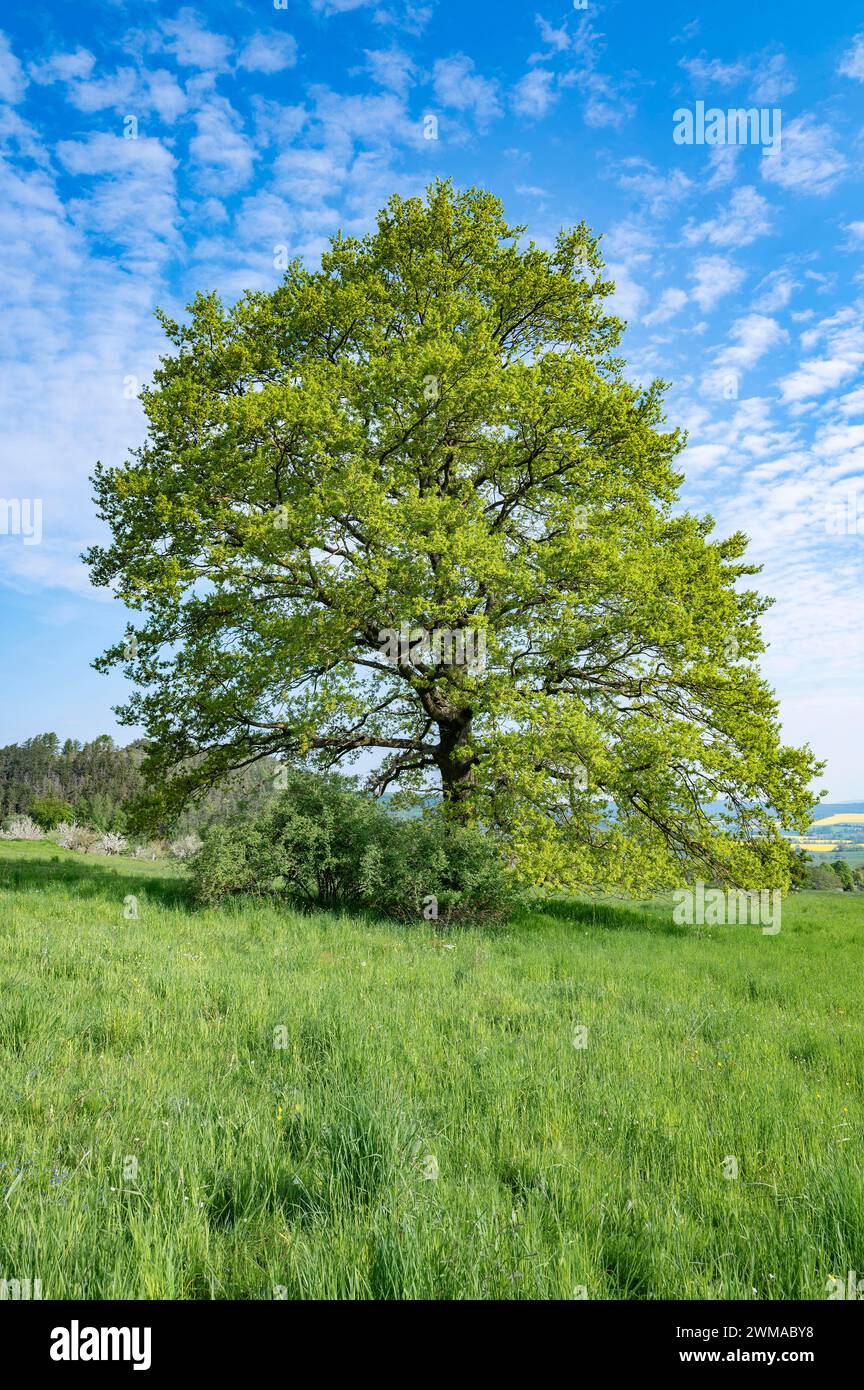 Quercia inglese (Quercus robur), albero solitario, cielo azzurro, nuvole bianche, Turingia, Germania Foto Stock