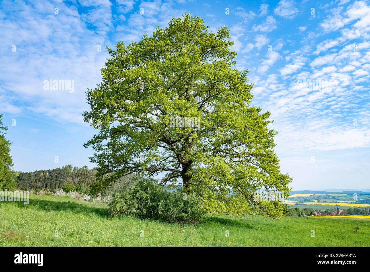 Quercia inglese (Quercus robur), albero solitario, cielo azzurro, nuvole bianche, Turingia, Germania Foto Stock