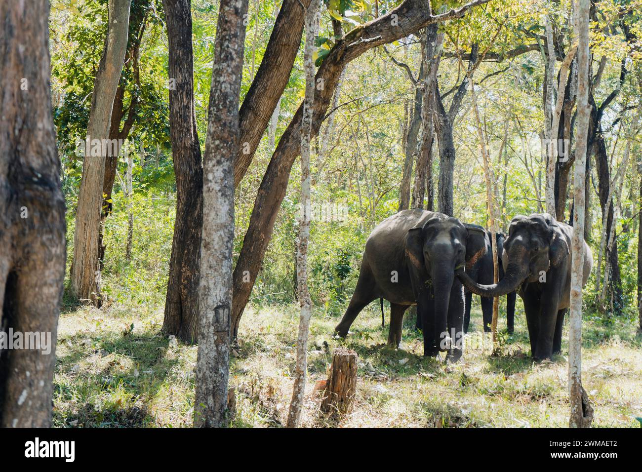 Giganti gentili che condividono un momento di serenità: Un legame senza tempo tra due maestosi elefanti. Foto Stock