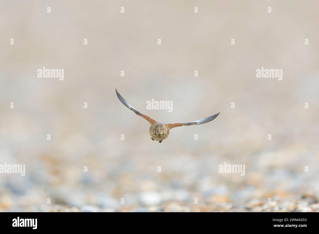 Common linnet Carduelis cannabina, adulto femmina volante, Suffolk, Inghilterra, febbraio Foto Stock