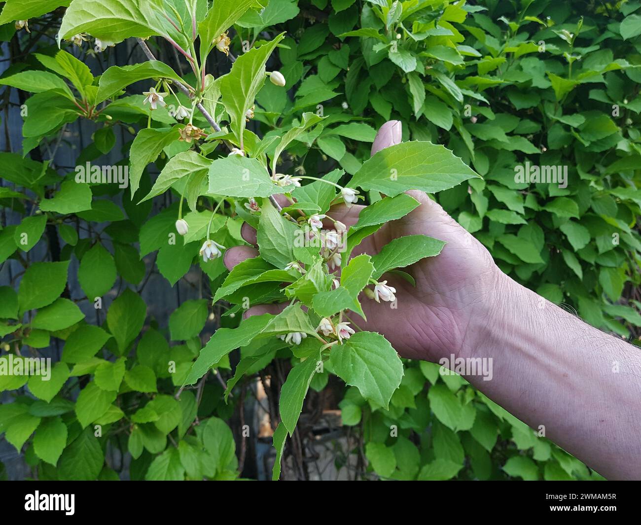 Schisandra chinensis. Mano che tiene in mano un ramo fiorente della Magnolia Cinese. Il concetto di piante medicinali. Foto Stock