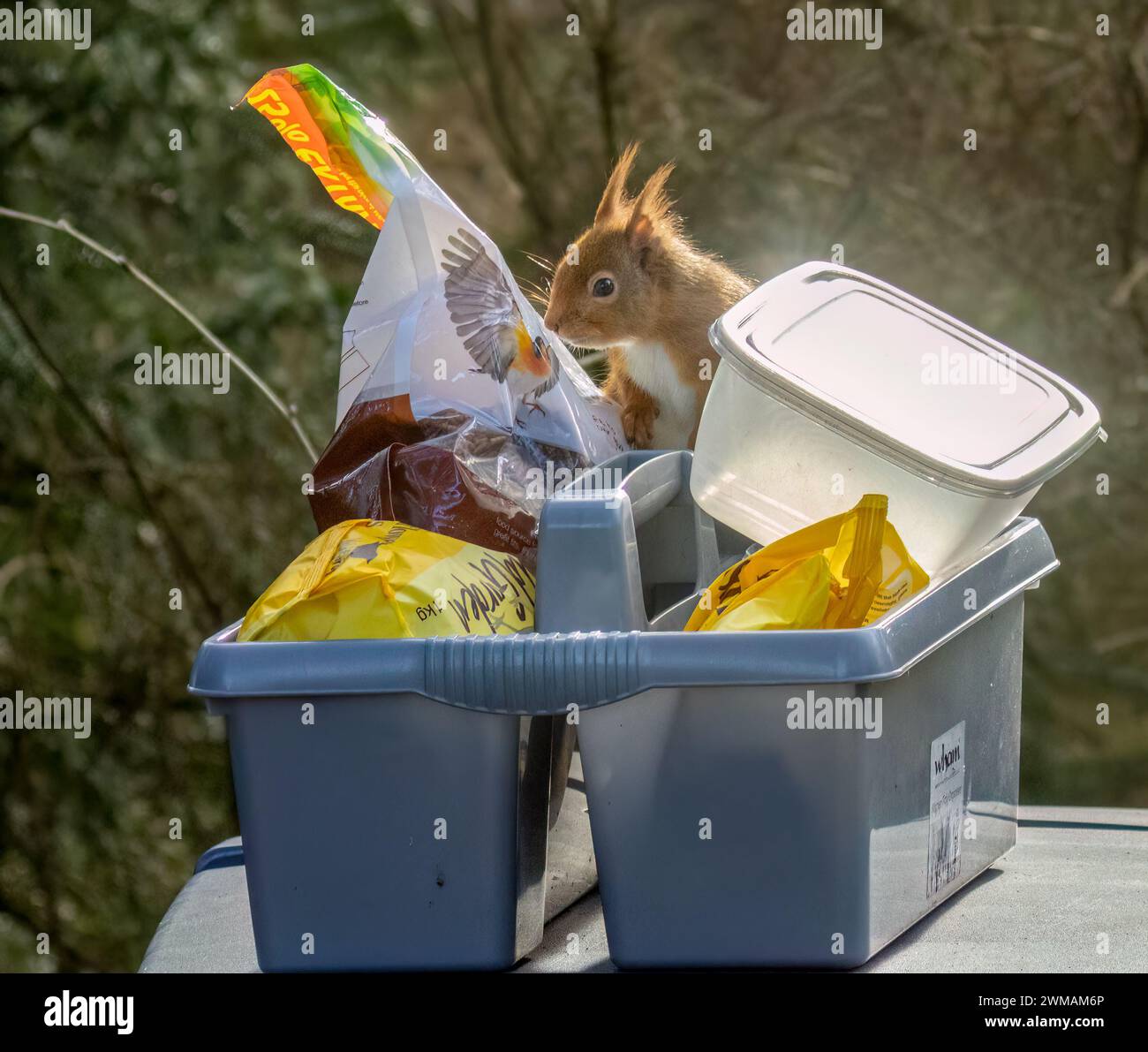 Piccolo scoiattolo rosso scozzese che razzia le scorte di cibo per uccelli Foto Stock