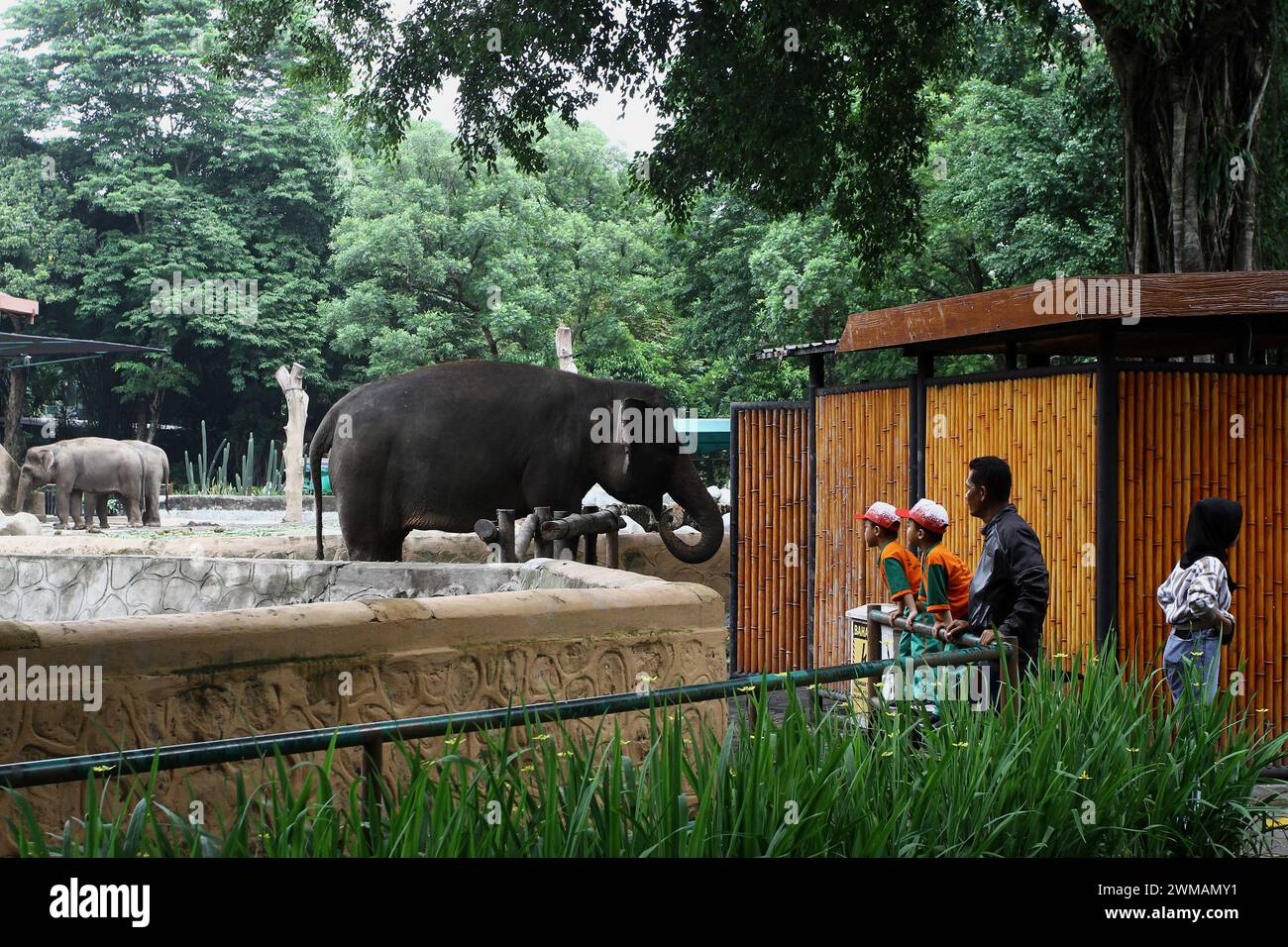 25 febbraio 2024, Yogyakarta, regione speciale di Yogyakarta, Indonesia: People Look at the Sumatran Elephant (Elephas maximus sumatrensis) presso lo zoo Gembira Loka, Yogyakarta. (Credit Image: © Angga Budhiyanto/ZUMA Press Wire) SOLO PER USO EDITORIALE! Non per USO commerciale! Foto Stock