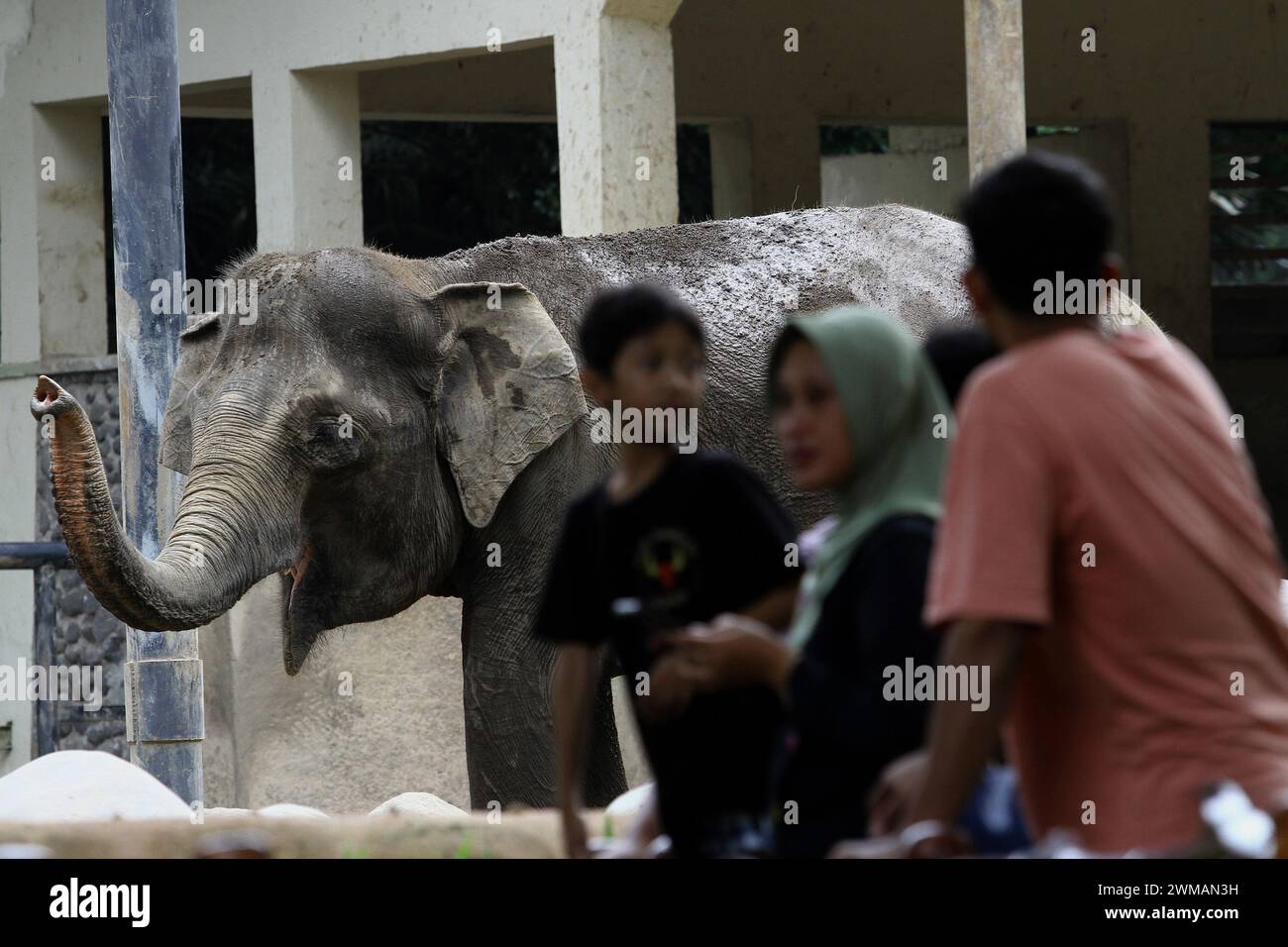 25 febbraio 2024, Yogyakarta, regione speciale di Yogyakarta, Indonesia: People Look at the Sumatran Elephant (Elephas maximus sumatrensis) presso lo zoo Gembira Loka, Yogyakarta. (Credit Image: © Angga Budhiyanto/ZUMA Press Wire) SOLO PER USO EDITORIALE! Non per USO commerciale! Foto Stock