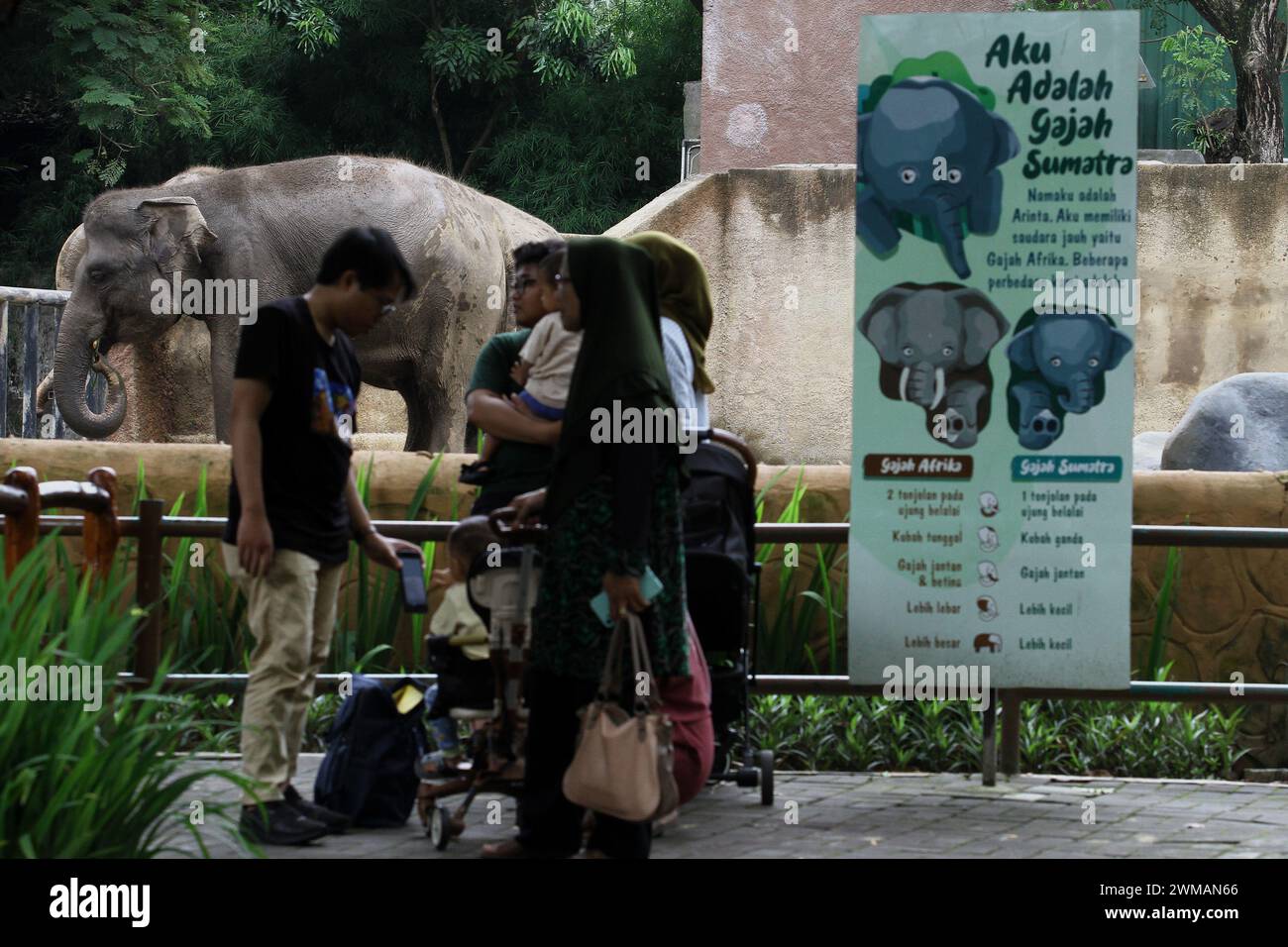 25 febbraio 2024, Yogyakarta, regione speciale di Yogyakarta, Indonesia: People Look at the Sumatran Elephant (Elephas maximus sumatrensis) presso lo zoo Gembira Loka, Yogyakarta. (Credit Image: © Angga Budhiyanto/ZUMA Press Wire) SOLO PER USO EDITORIALE! Non per USO commerciale! Foto Stock