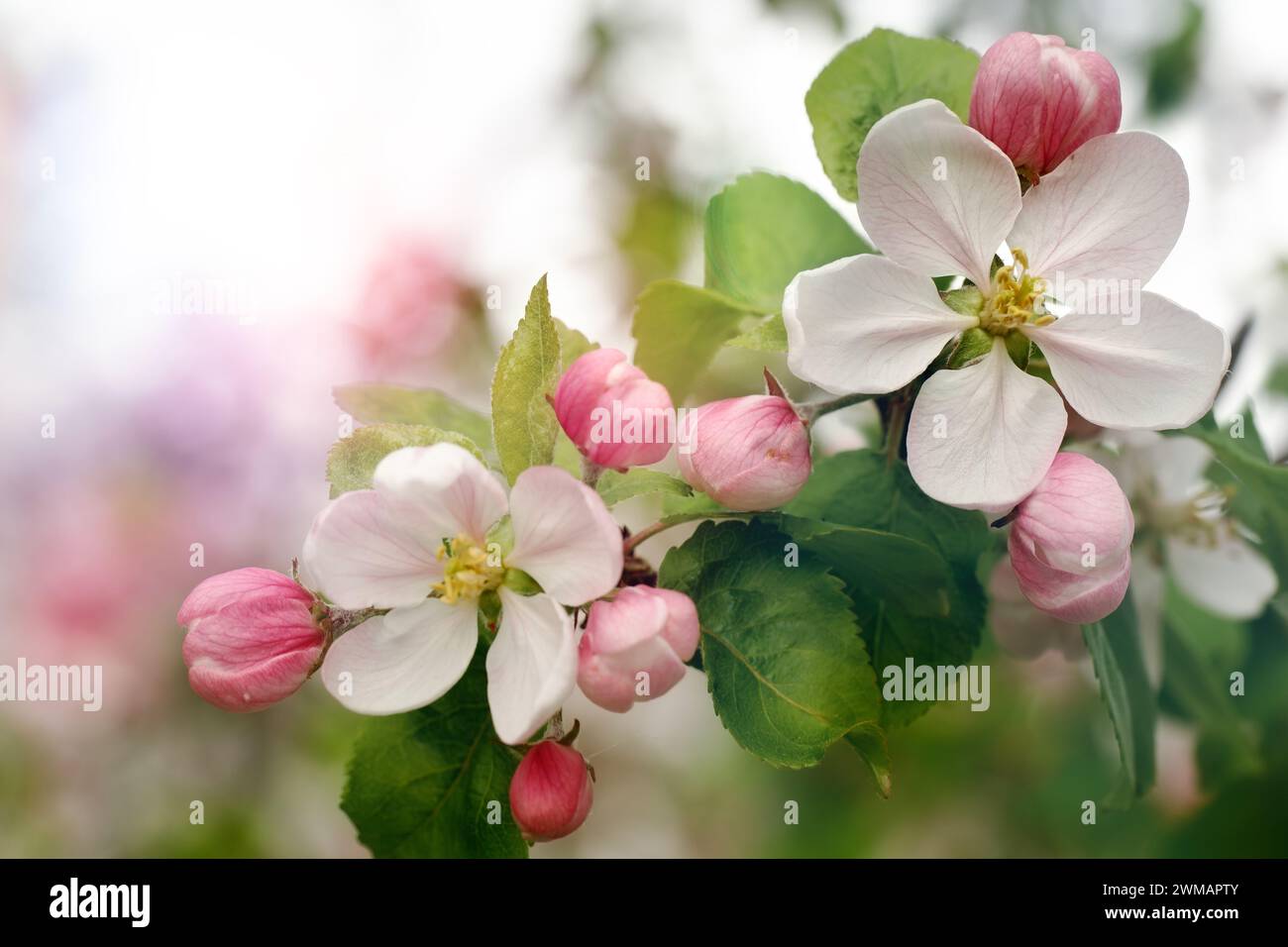 Giardini fioriti, gemme rosa, fiori bianchi e uno sfondo giocoso di delicati colori pastello. Immagine a tema delle vacanze primaverili con spazio per il testo. Foto Stock