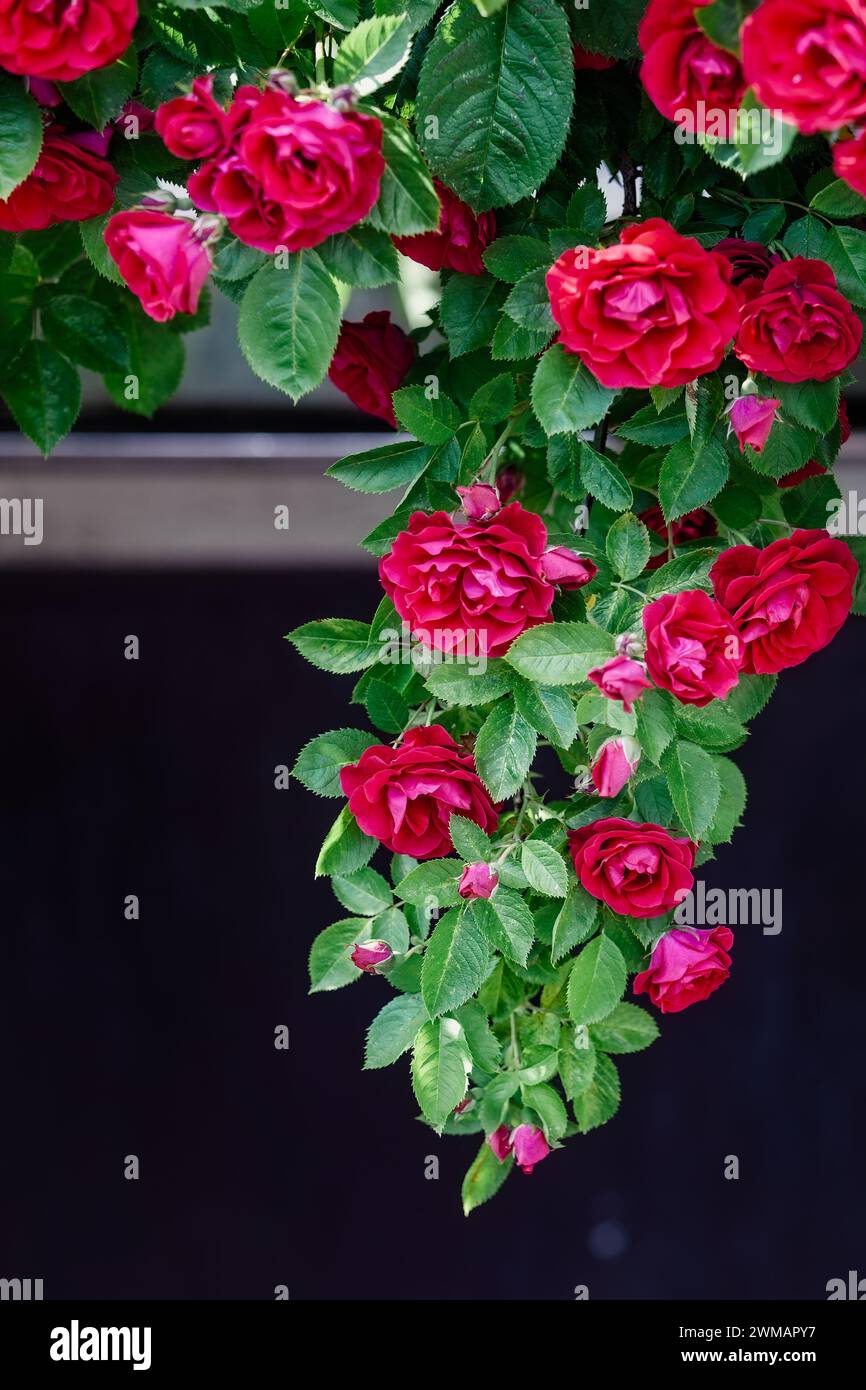 Un abbondante cespuglio sospeso di rose rosse che si arrampicano sul bordo del balcone. Foto Stock