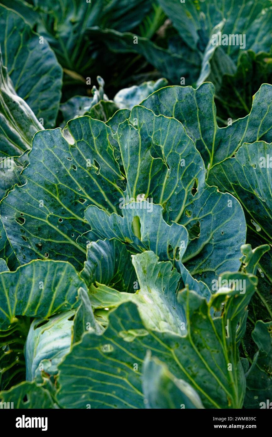 Un campo di cavoli con foglie verdi grandi, sane e strutturate. Foto Stock