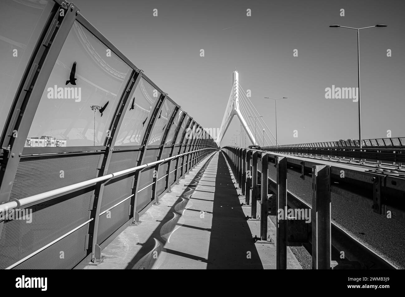 Ponte Adriatico di Bari, regione Puglia nell'Italia meridionale. Il ponte strallato, uno dei più importanti dell'Italia meridionale, l'Europa Foto Stock