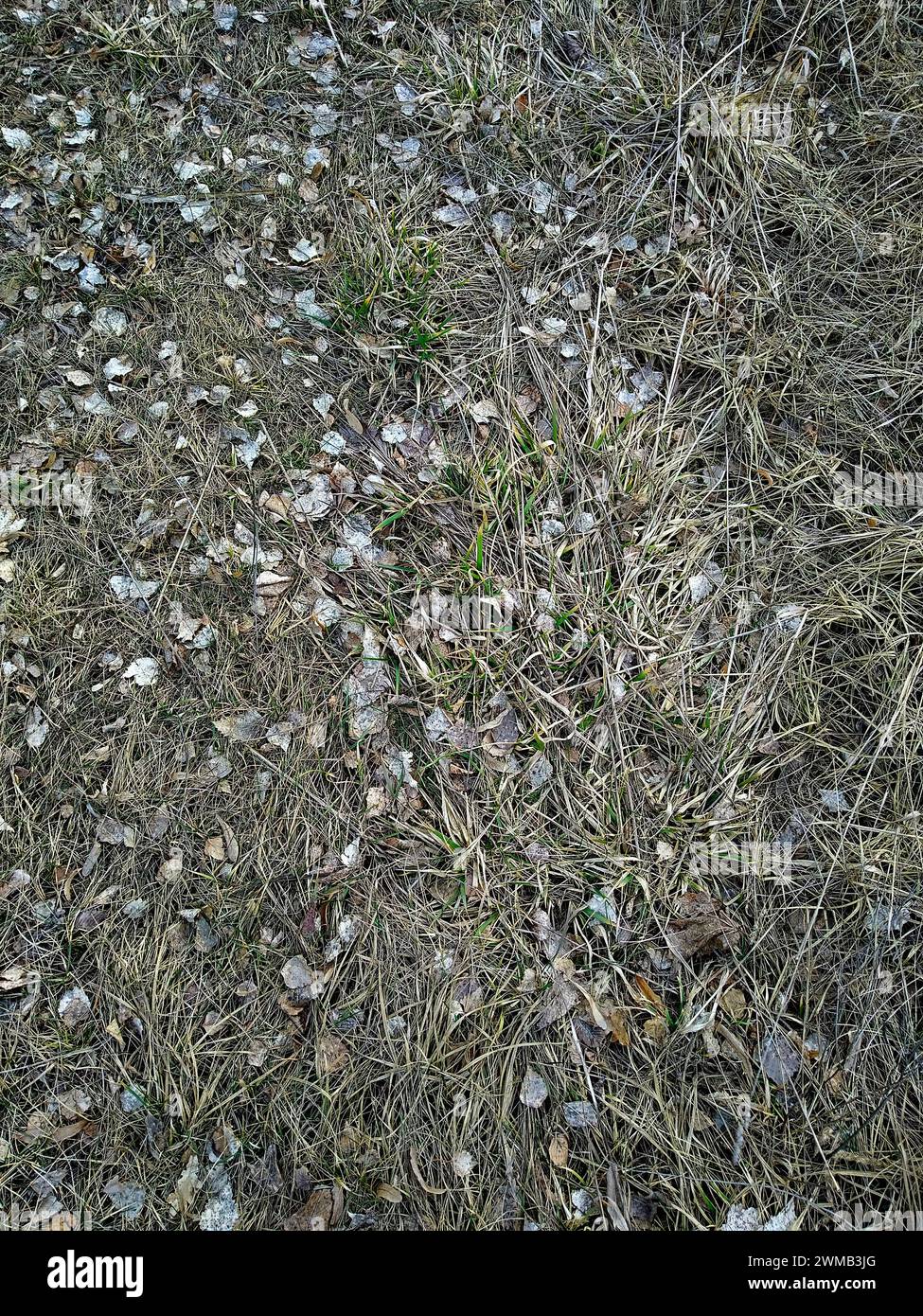 L'immagine mostra una vista ravvicinata del terreno con erba secca, foglie cadute, piccole rocce e alcune piante verdi. Foto Stock