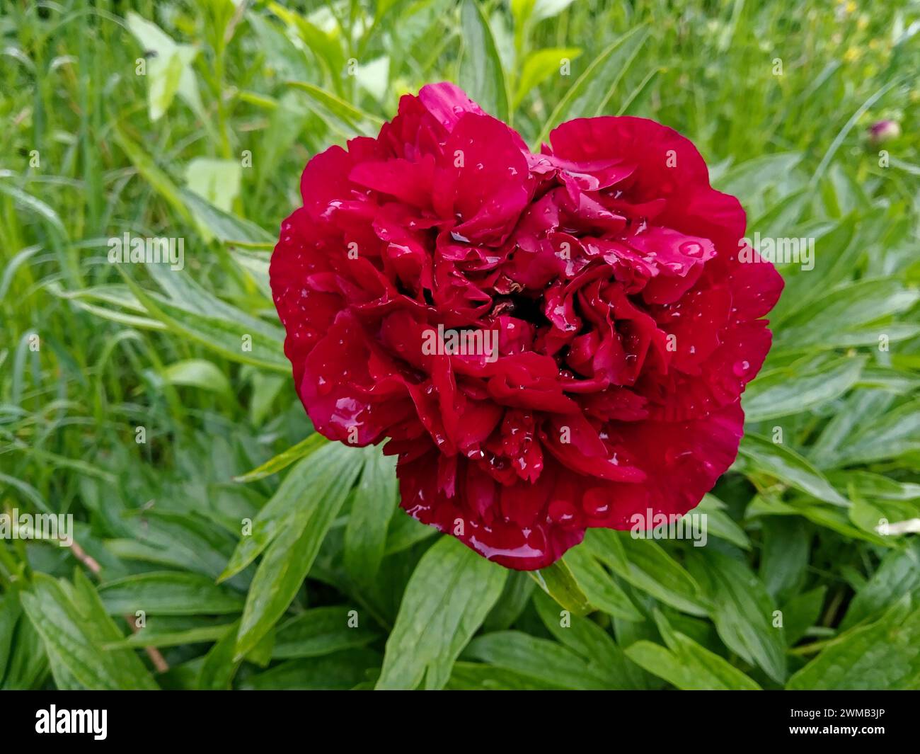 Una vivace peonia rossa con gocce di rugiada sui suoi petali, circondata da lussureggianti foglie verdi. Foto Stock