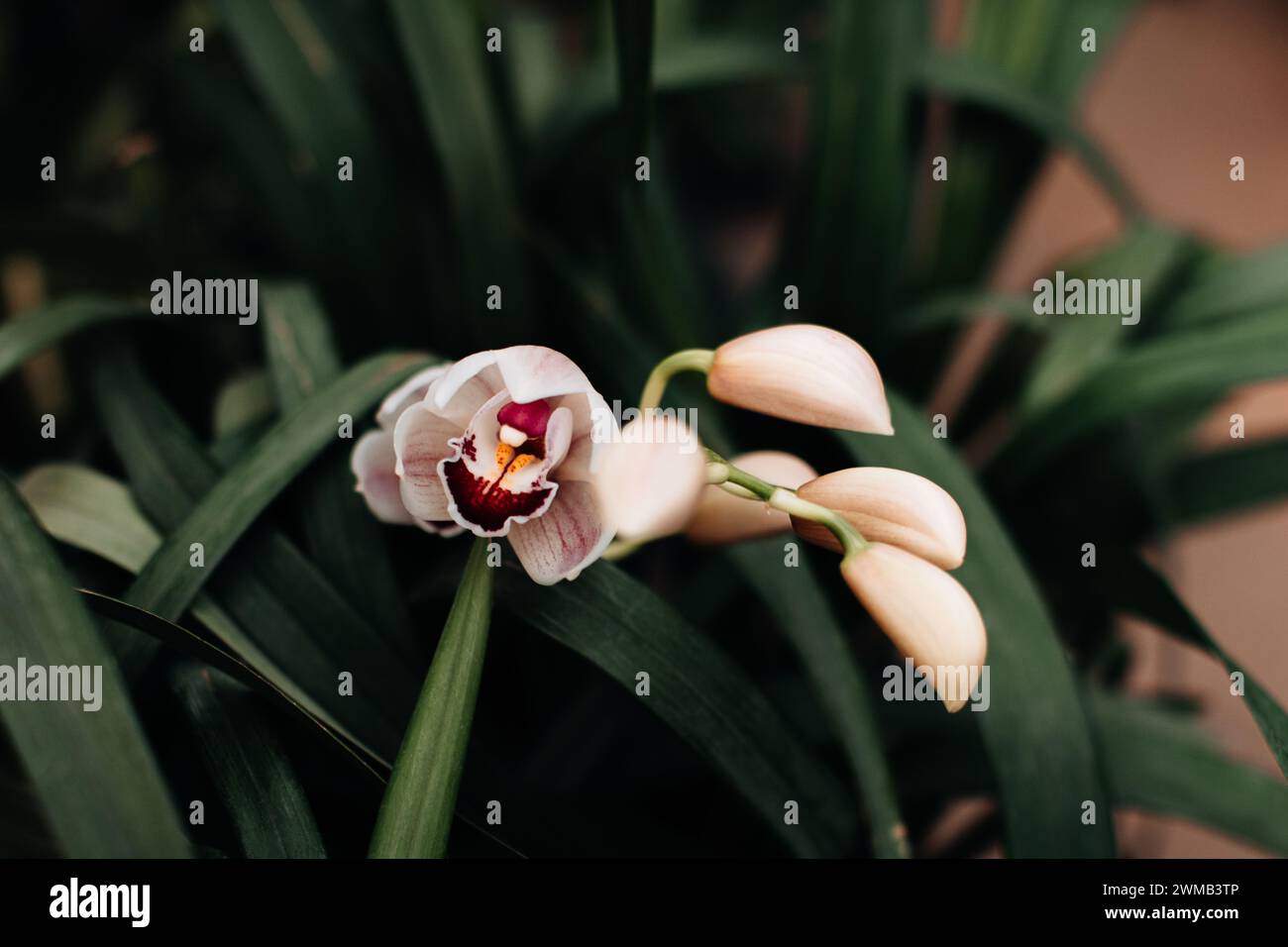 Primo piano orchidee selvatiche bianche che crescono nella serra, sfondo floreale esotico naturale Foto Stock