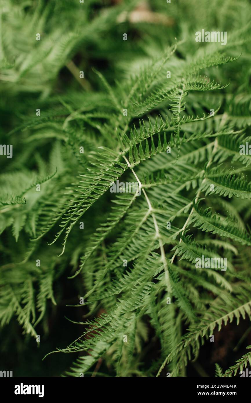 Piante tropicali selvatiche di colore verde brillante. Sfondo naturale esotico Foto Stock