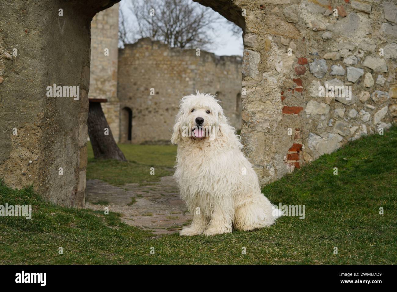 Golden Doodle Aramis a Heimenburg (o "Hainburg"), la rovina di un castello ad alta quota sopra la città di Hainburg an der Donau nella bassa Austria Foto Stock