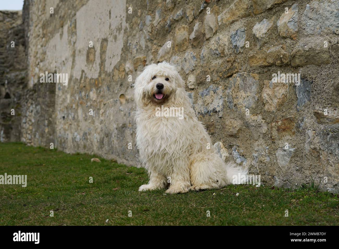 Golden Doodle Aramis a Heimenburg (o "Hainburg"), la rovina di un castello ad alta quota sopra la città di Hainburg an der Donau nella bassa Austria Foto Stock
