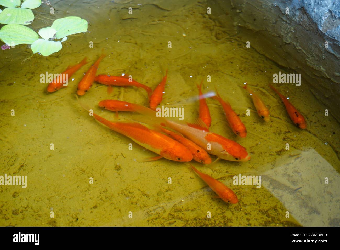 Foto di scorta di pesci e di alcune attrezzature per acquari Foto Stock