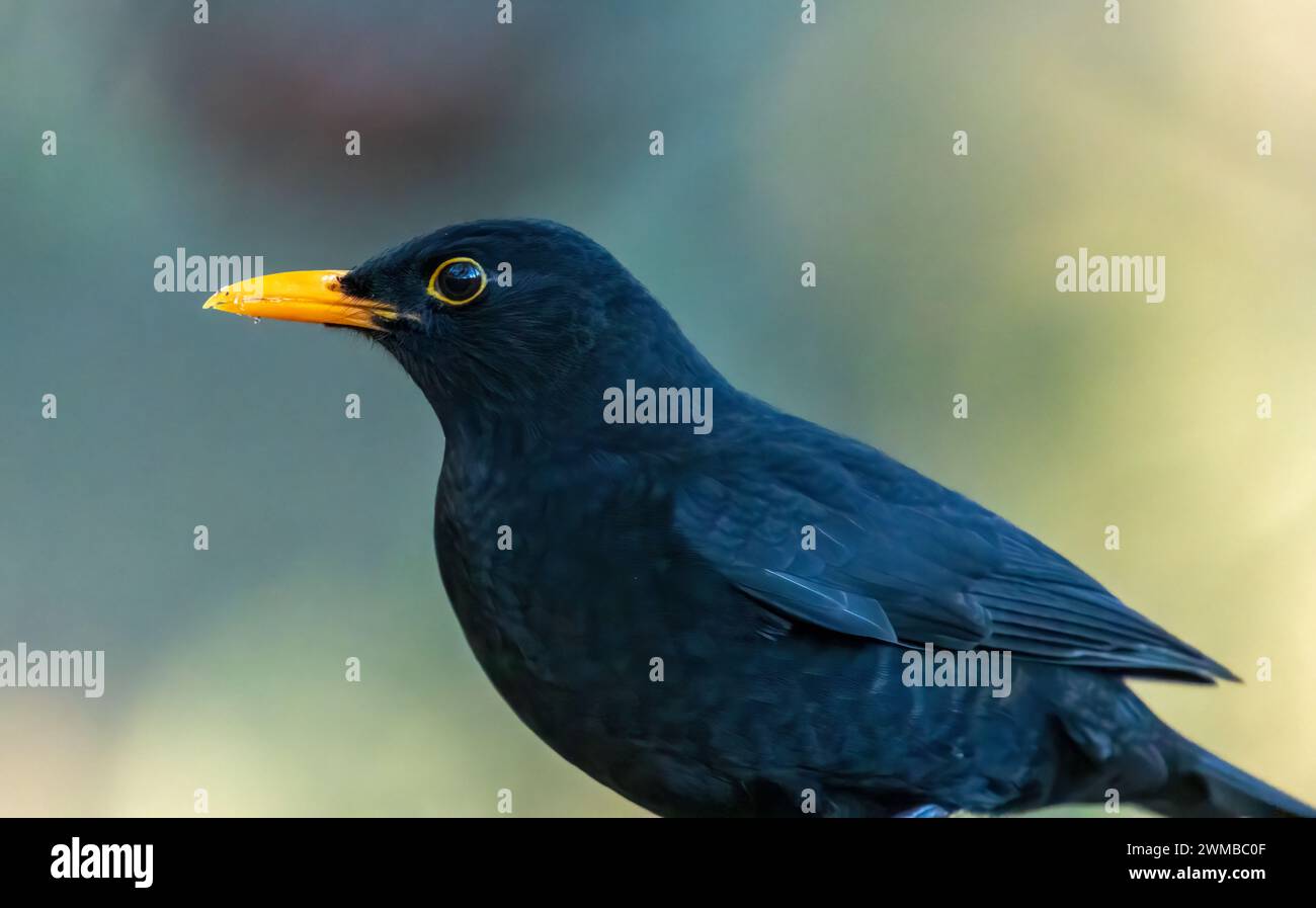 Primo piano di un uccello nero maschio con un becco giallo su una tavola di cibo per uccelli Foto Stock