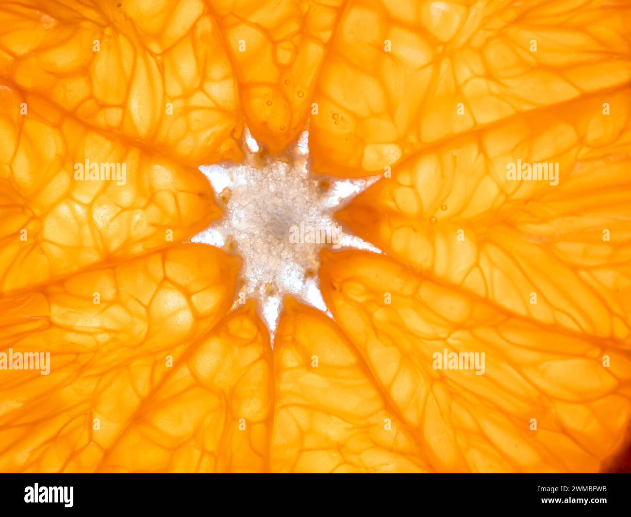 Sezione di tangerino. Primo piano, vista dall'alto Foto Stock
