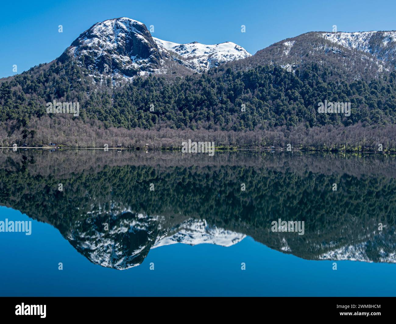 Lago Lago Quilleihue, superficie tranquilla, riflessi sull'acqua, alberi di araucaria, Villarica NP vicino a Paso Tromen Ó Mamuil Malal, Cile Foto Stock