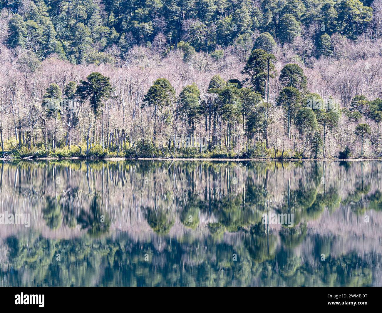 Lago Lago Quilleihue, superficie tranquilla, riflessi sull'acqua, alberi di araucaria, Villarica NP vicino a Paso Tromen Ó Mamuil Malal, Cile Foto Stock